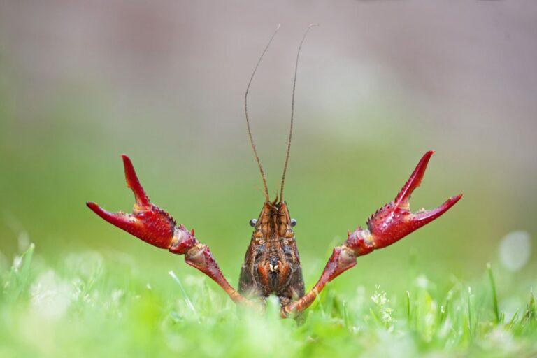 The Crawfish Newsletter